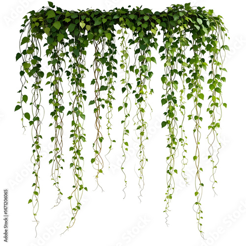 Natural Vertical Vine Drapes on Clean White Background