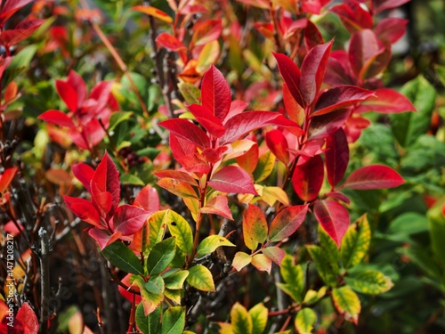 Closeup of beautiful bright red autumn leaves on a garden blueberry bush, variety Aino