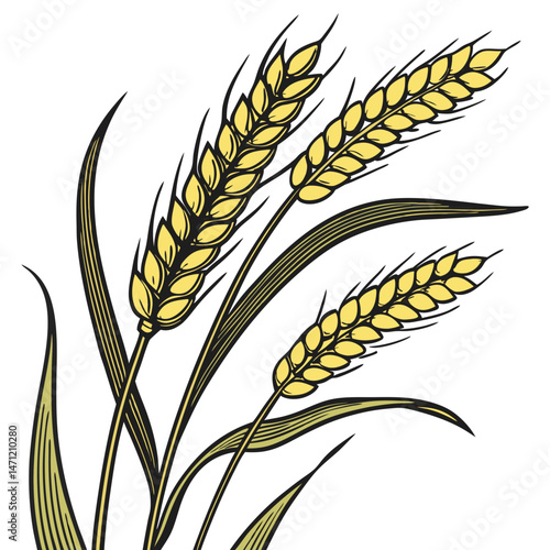  Wheat Ears Illustration ,Harvest Theme Vector