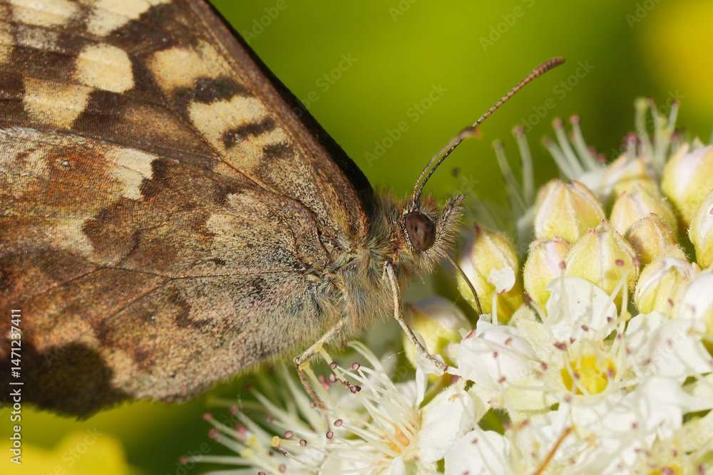 Obraz premium Close-up of a Wood speckled butterfly, Pararge aegeria with brown and beige wings on a cluster of delicate white flowers