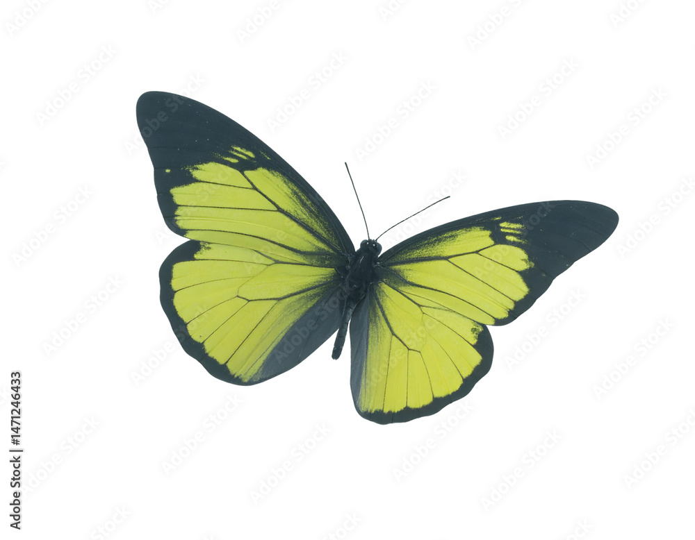 Fototapeta premium Vibrant Yellow Butterfly, Soaring Free on Transparent Background