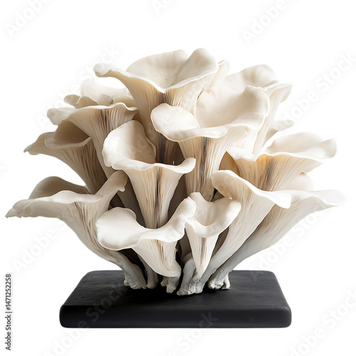 Elegant oyster mushrooms arranged on a black base photo