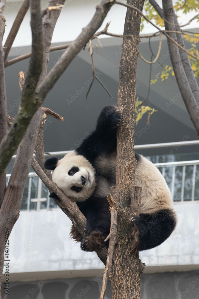 Obraz premium Funny Pose of Giant Panda, Louguantai Forest Park