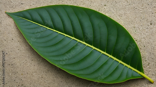 leaf of clon