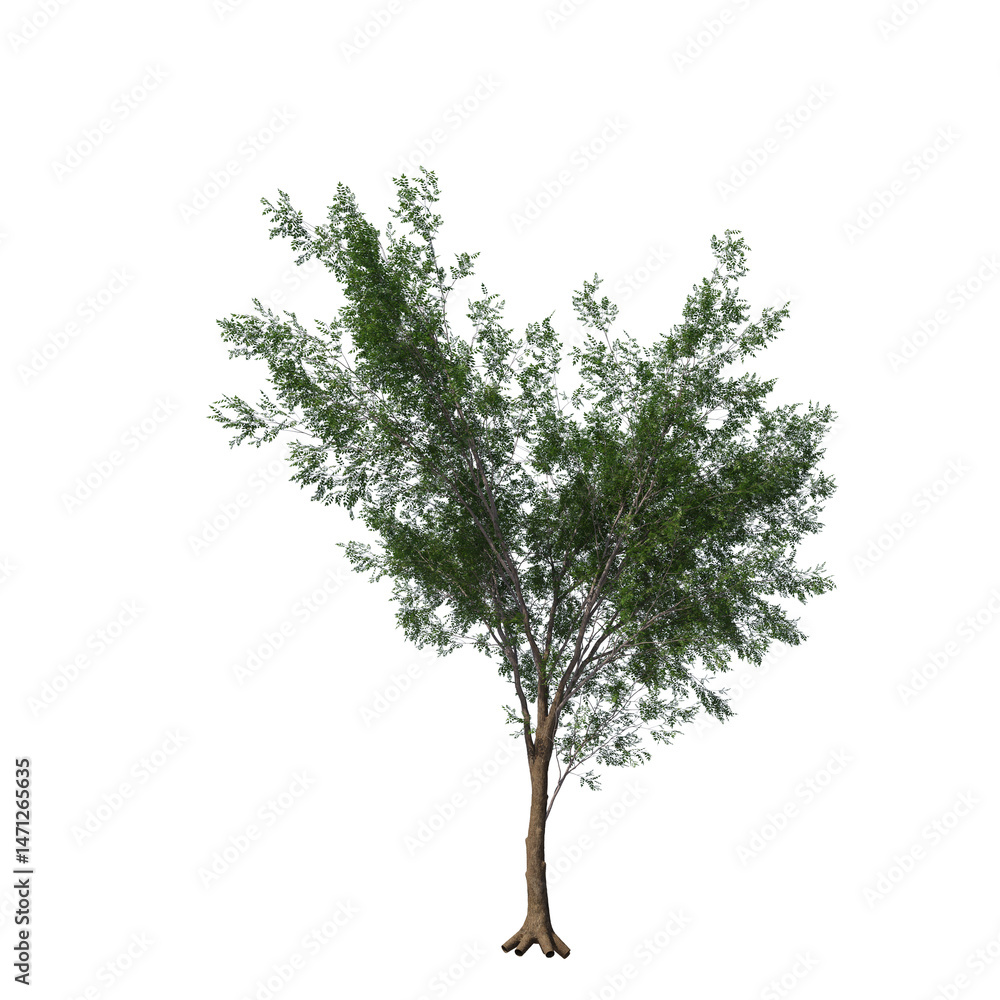 Obraz premium Realistic Bitternut Hickory Tree Isolated on Transparent Background for Visualization and Landscape Rendering