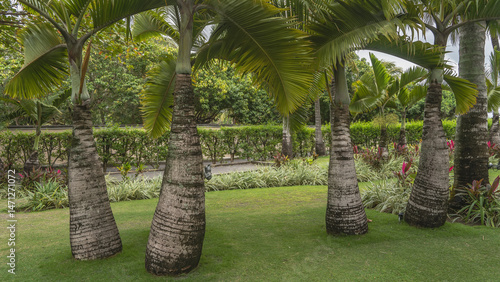 Beautiful Hyophorbe lagenicaulis, the bottle palms grow on a green lawn in a tropical park. Thick trunks, spreading leaves of crowns. There are ornamental plants nearby. A hedge around the perimeter. 