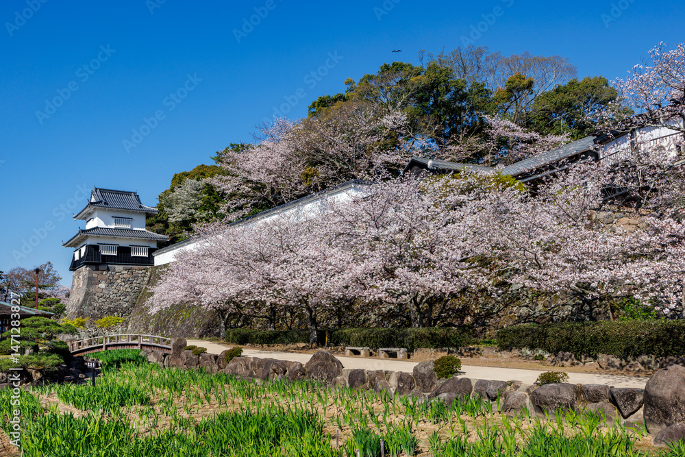 玖島城址と桜
玖島城址と桜