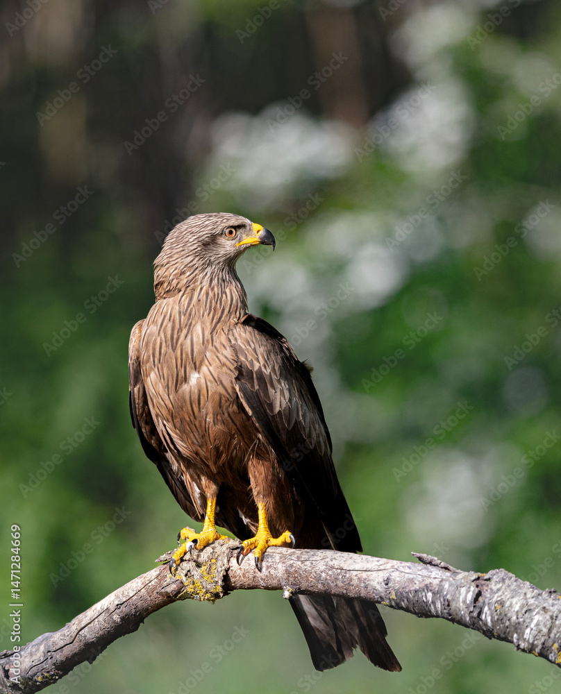 Fototapeta premium red tailed hawk