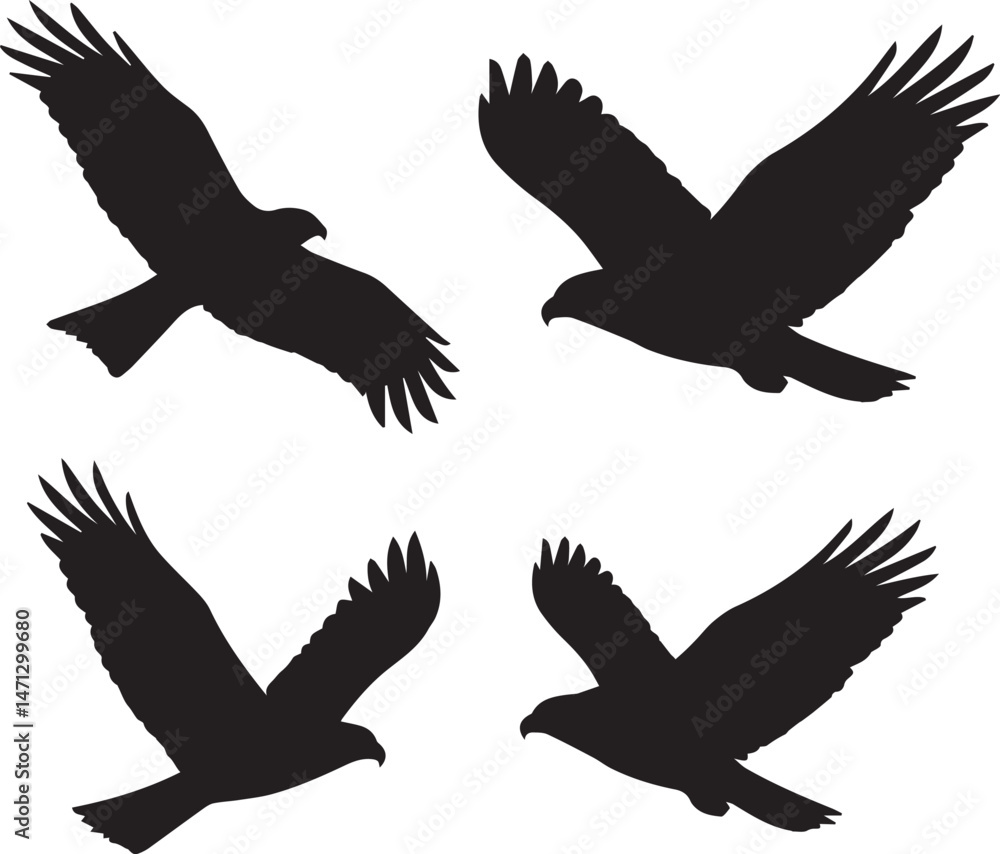 Obraz premium ワシ・トンビ