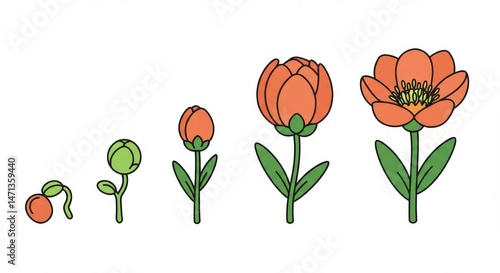 Colorful stages of a flower's development.