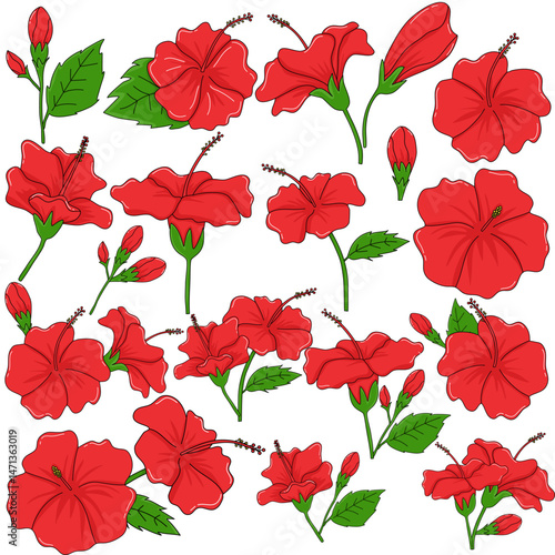 Set of Hibiscus Flowers