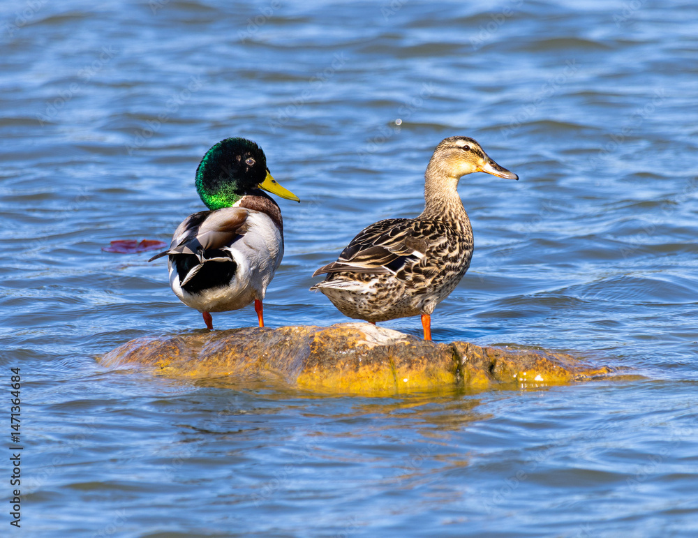 Fototapeta premium Male and Female Mallard Ducks (nas platyrhynchos) on a rock on a lake in the summer 