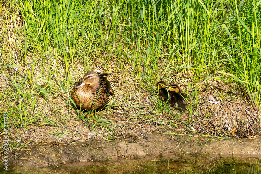 Obraz premium A mother duck sits with her ducklings on the bank of a body of water. They rest in the grass, protected by the tall greenery along the shore. A scene of family security in nature.