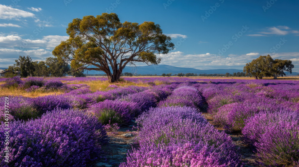Fototapeta premium Vibrant Purple Lavender Field Under a Sunny Sky with a Solitary Tree