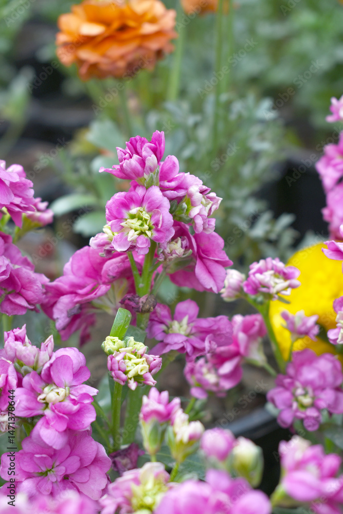 Obraz premium Pink Hoary Stock, Pink Hoary Stock or Matthiola Incana is a member of the Brassicaceae family of flowering plants. It's also commonly known as Brompton Stock, Common Stock, Pink flower in garden