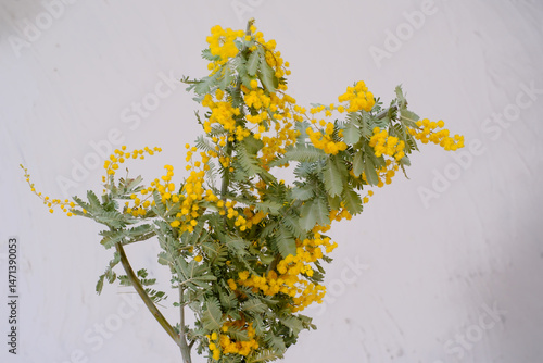 白背景で撮影したミモザ