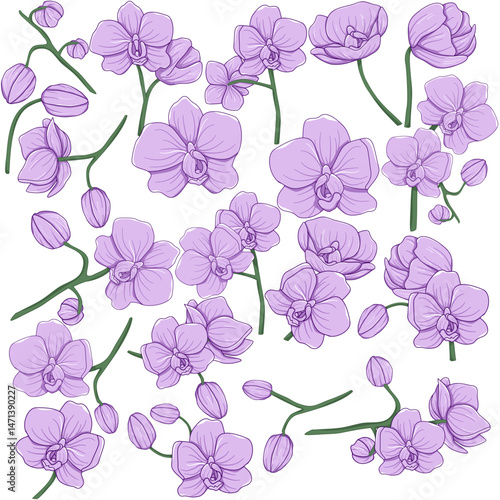 Set of purple orchid