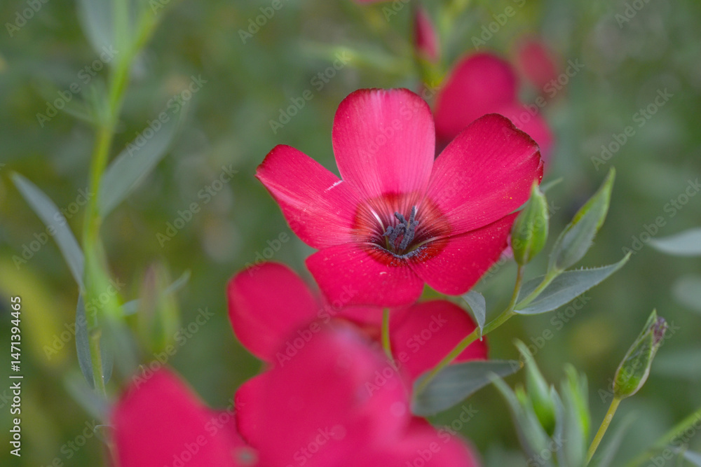 Obraz premium Linum Grandiflorum Rubrum Scarlet Flax bloomed in the garden on a flower bed, Red Linum Grandiflorums closeup in nature, Red flaxs or flowering flaxs, scarlet flax, crimson flax flower head close-up