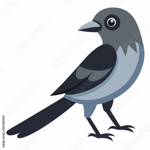 Ashy Drongo Vector on White Background