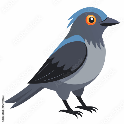 Ashy Drongo Vector on White Background