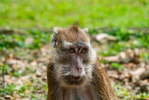 Portrait of a monkey in its natural environment