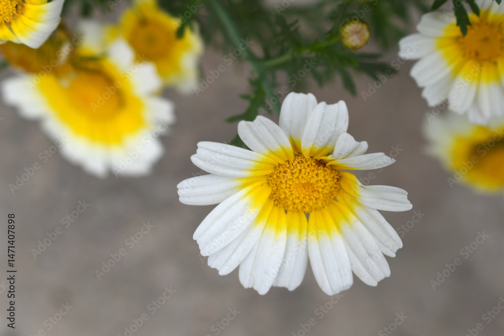 Fototapeta premium White Yellow Crown Daisy, Close-up of a white and yellow crown daisy flower, blooming in nature, Close-up shot of beautiful White yellow Crown Daisy flower (Chrysanthemum coronarium), Crown Daisy,