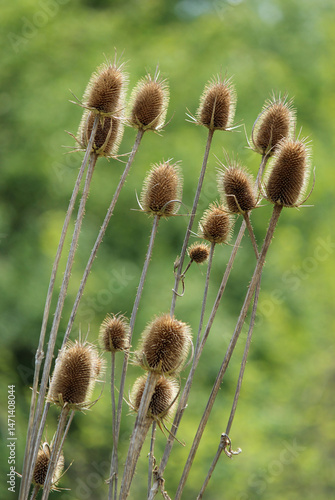 Wild teasel plant (Dipsacus sylvestris)