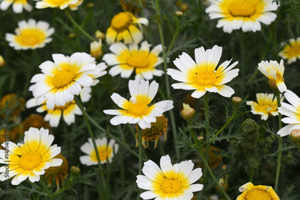 Fototapeta premium White Yellow Crown Daisy, Close-up of a white and yellow crown daisy flower, blooming in nature, Close-up shot of beautiful White yellow Crown Daisy flower (Chrysanthemum coronarium), Crown Daisy,