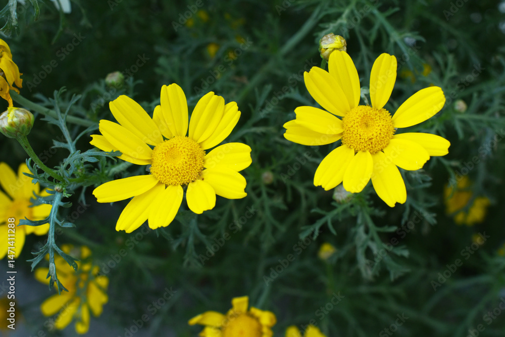 Obraz premium Bright Yellow Crown Daisy, Close-up of a Bright yellow crown daisy flower, blooming in nature, Close-up shot of beautiful yellow Crown Daisy flower (Chrysanthemum coronarium), Crown Daisy,