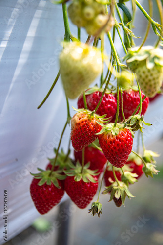 Hydroponic strawberry in glass farm, organic farm, Lush rows of vibrant strawberries thriving in an innovative hydroponic farm