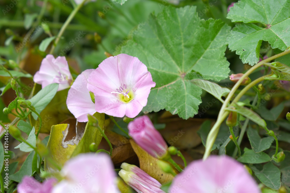 Fototapeta premium Field bindweed or Convolvulus arvensis or European bindweed or Creeping Jenny with open flowers surrounded with dense green leaves, closeup of Field bindweed flower