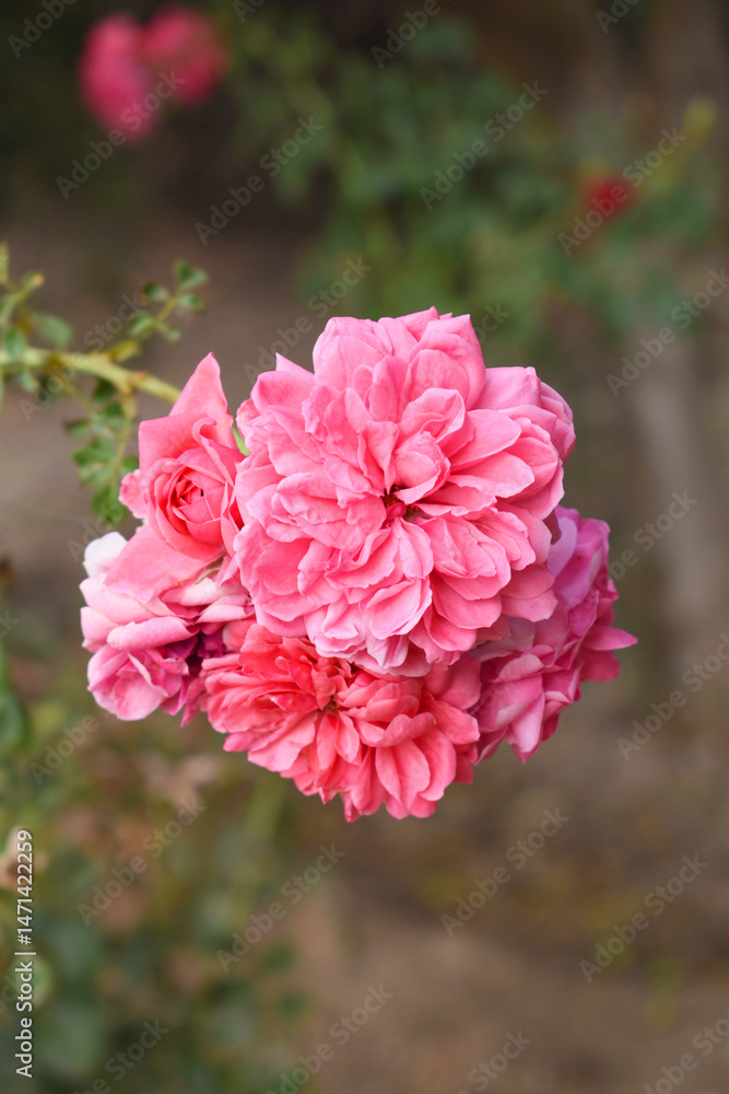 Fototapeta premium Beautiful pink rose flower closeup in garden, A very beautiful pink yellow rose flower bloomed on the rose tree, Rose flower closeup, bloom flowers, Natural spring flower floral background