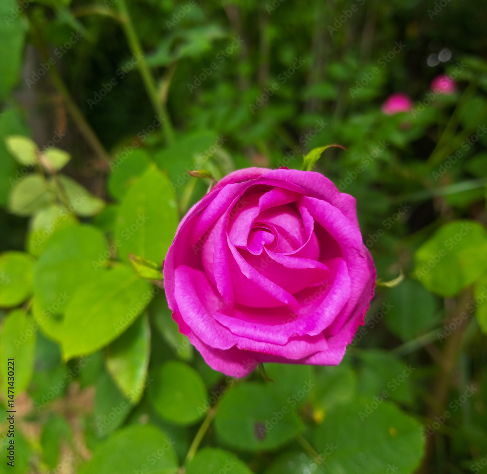 custom made wallpaper toronto digitalBeautiful pink rose in garden, scented spring flowers