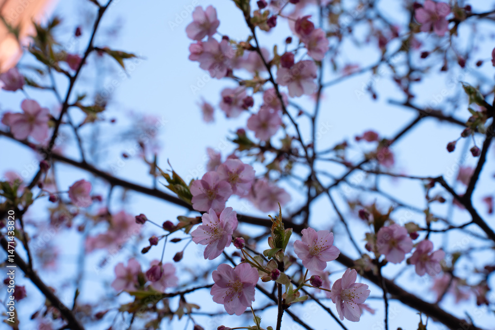 Close-up of beautiful pink cherry blossoms in full bloom against a soft blue sky. Symbol of springtime, renewal, and natural beauty. Ideal for seasonal, floral, and nature-themed concepts. Close-up of beautiful pink cherry blossoms in full bloom against a soft blue sky. Symbol of springtime, renewal, and natural beauty. Ideal for seasonal, floral, and nature-themed concepts.