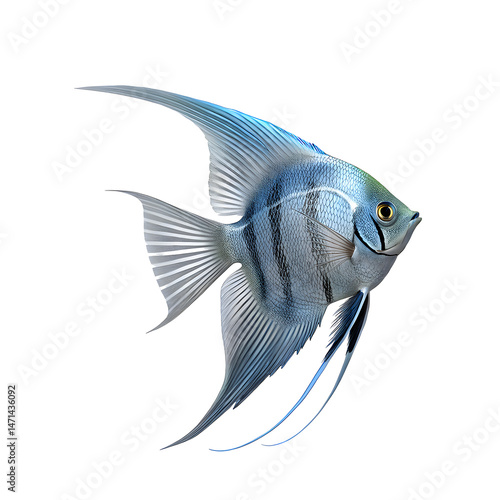 3d angelfish fish white background