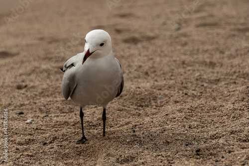 seagull on the beach
