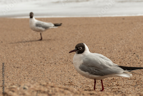 seagull on the beach