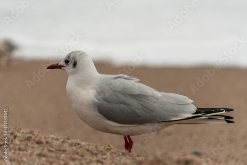 seagull on the beach