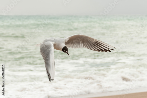 seagull on the beach