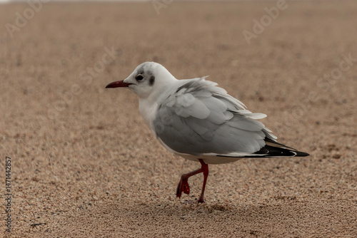 pigeon on the beach