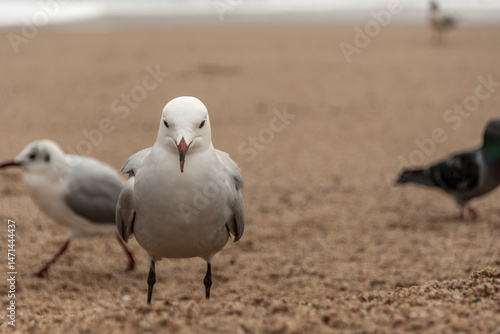 seagulls on the beach