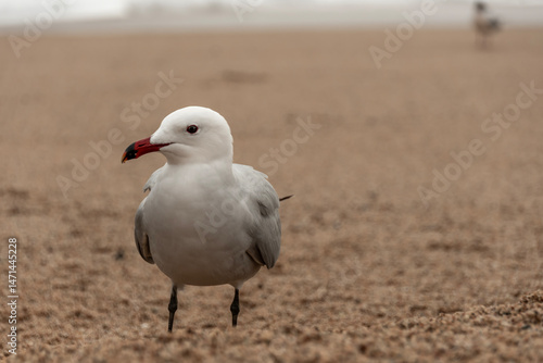 black headed gull