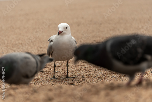 black headed gull
