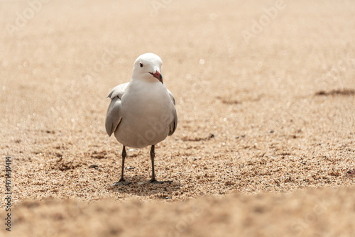 black headed gull
