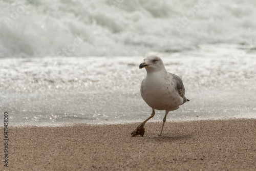 seagull on the beach