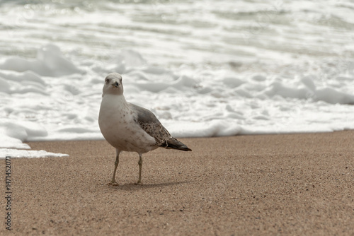 seagull on the beach