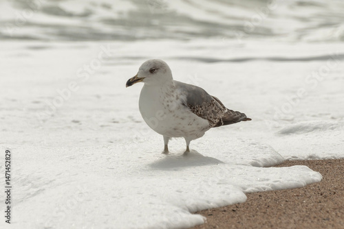 seagull on the beach