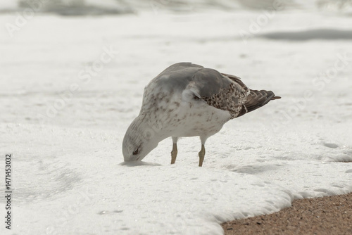 bird on the beach