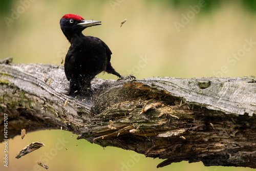 Schwarzspecht klopft auf Stamm und Rinde