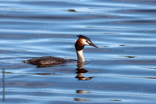 Photography Great crested grebe